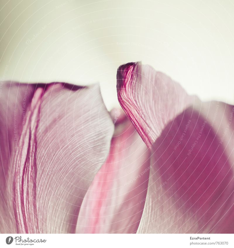 Zärtlichkeiten Umwelt Natur Pflanze Frühling Sommer Blume Tulpe Blüte Garten Linie ästhetisch elegant nah natürlich schön rosa zart schwungvoll Blütenblatt