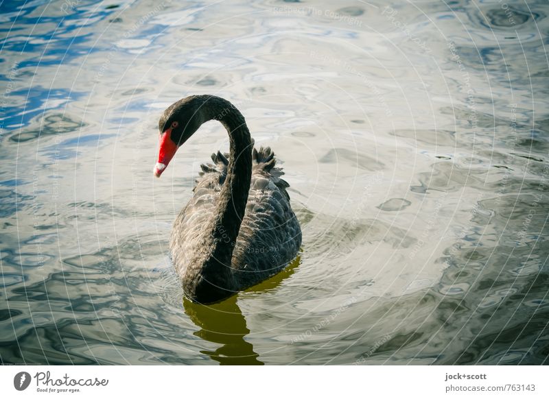 sad swan Schwan 1 Tier beobachten elegant exotisch schwarz Interesse Erwartung Trauer tropisch Artenreichtum ruhig Schatten Silhouette Low Key Tierporträt