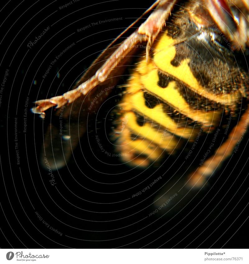 Hilde, die Hornisse Hornissen Biene Insekt stechen gestreift Schmerz Beine Flügel gelb schwarz