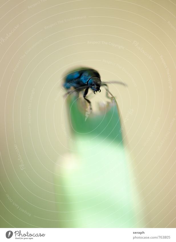 Käfer Chitin schwarz glänzend Wanze Gras Halm Umwelt Tier Insekt Fühler Natur krabbeln Makroaufnahme Nahaufnahme fauna Pflanze Außenaufnahme klein Antenne Beine