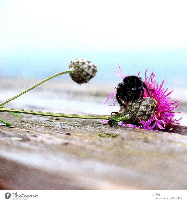hummlisch Hummel Blüte Blühend Herbst Pflanze Tier Insekt Staubfäden Tisch Holz Biene Wespen rosa Blume hell-blau Holzmehl fade Ecke zart weich Vergänglichkeit
