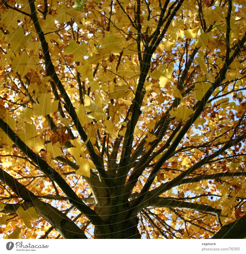 ein Baum nimmt Abschied Herbst Stimmung Jahreszeiten Außenaufnahme Neuanfang Erleichterung gelb braun Blatt herststimmung Baumstamm Ast