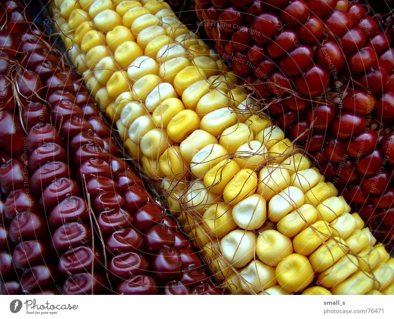 I'm corny gelb Popkorn maize red autumn cob hair
