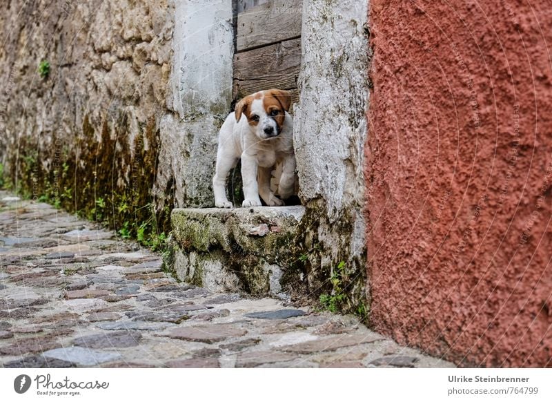 Keiner zu Hause? Sedini Sardinien Dorf Altstadt Mauer Wand Treppe Tür Straße Pflastersteine Kopfsteinpflaster Tier Haustier Hund 1 Tierjunges beobachten stehen