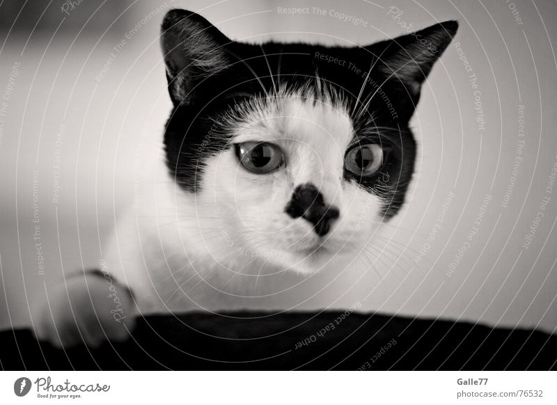Was is´n das? Katze Schnurrhaar fixieren Blick Neugier Spielen lustig Pfote Hauskatze cat fin finnie Nase Auge
