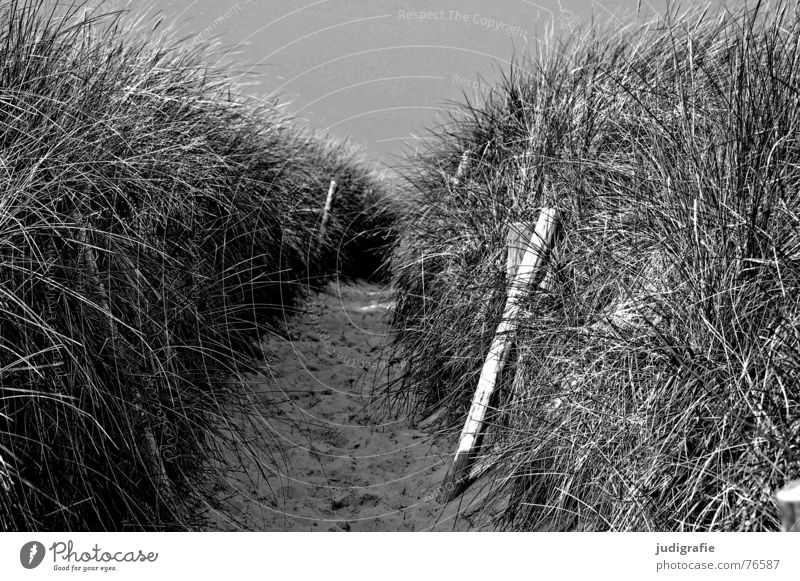 Und dahinter ist das Meer. See Strand Gras Holz schwarz Ferien & Urlaub & Reisen Weststrand fischand-darß-zingst Ostsee Stranddüne Wege & Pfade Grenze Erholung