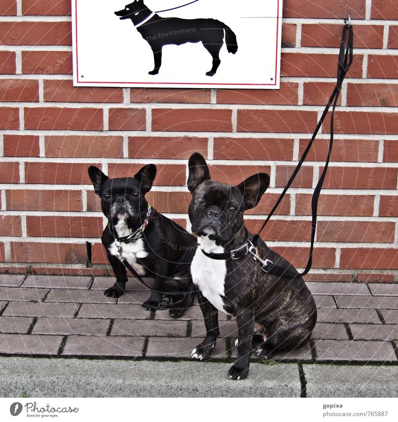 Keine Möpse! Mauer Wand Tier Haustier Hund Mops 2 Stein Zeichen Schilder & Markierungen Hinweisschild Warnschild hocken sitzen warten Zusammensein Stimmung