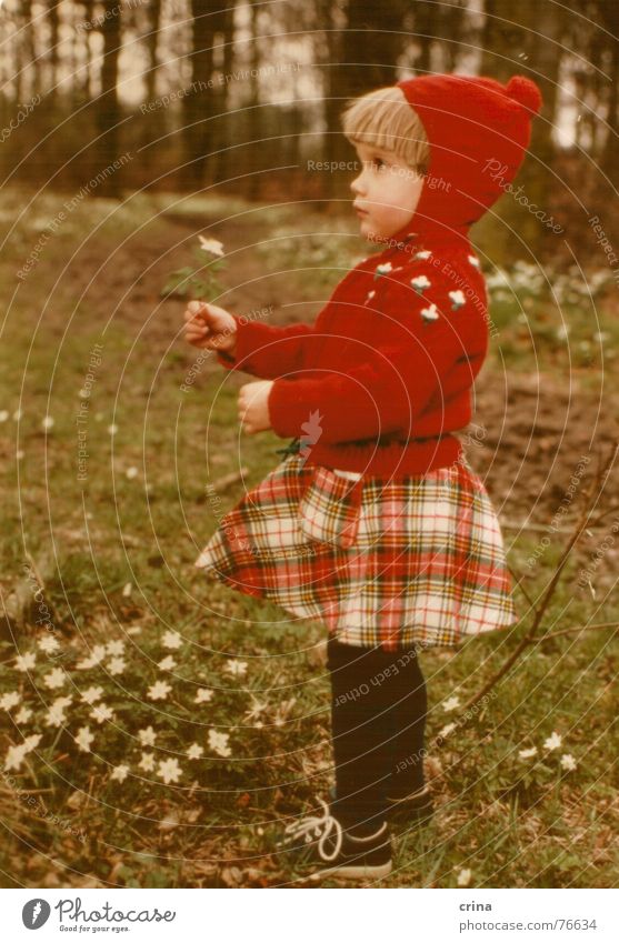 Ein Mädlein steht im Walde - Version 2 Kind Mädchen rot Blume weiß klein Einsamkeit kariert Strumpfhose Rotkäppchen