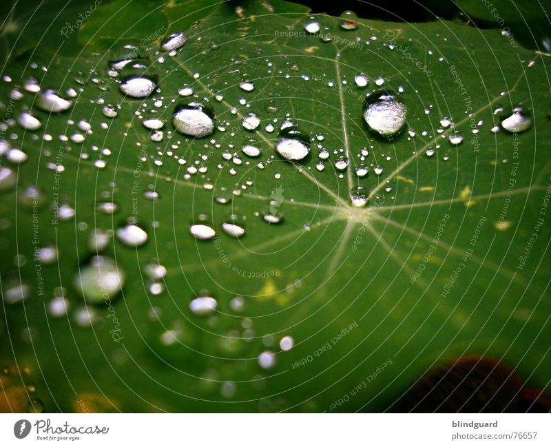 Galaxy Of Tears Blatt grün Makroaufnahme nass frisch Licht glänzend Regen Wassertropfen drop rain Reflexion & Spiegelung Tränen Stern (Symbol) Leben Garten