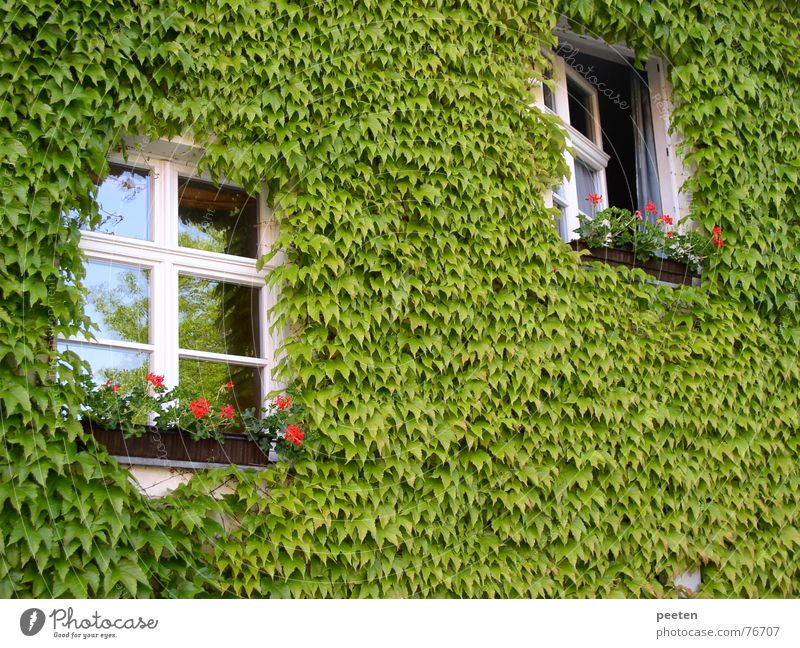 Fenster im Grünen Neuruppin grün Blatt geschlossen Gebäude eng Lebensqualität ökologisch Außenaufnahme offen preußen fontane Pflanze Freiheit Architektur