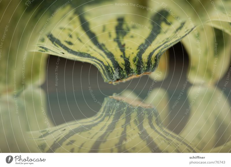 Kürbis 6 Herbst Spiegel grün gestreift Muster Reihe zierkürbis spiegellung