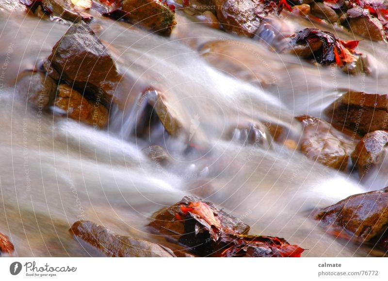 - herbststimmung - Bach Herbst Blatt mehrfarbig kalt Jahreszeiten Langzeitbelichtung Wasser Stein Fluss