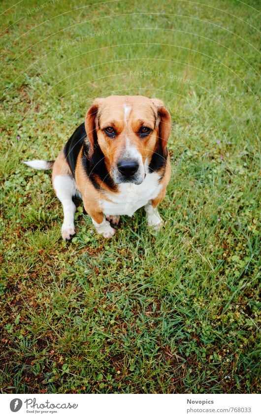 Beagle - Basset Hound Mix Tier Haustier Hund niedlich braun schwarz weiß Portrait süss Auge Nase Maul Zunge animal dog sweet cute brown black eye nose muzzle