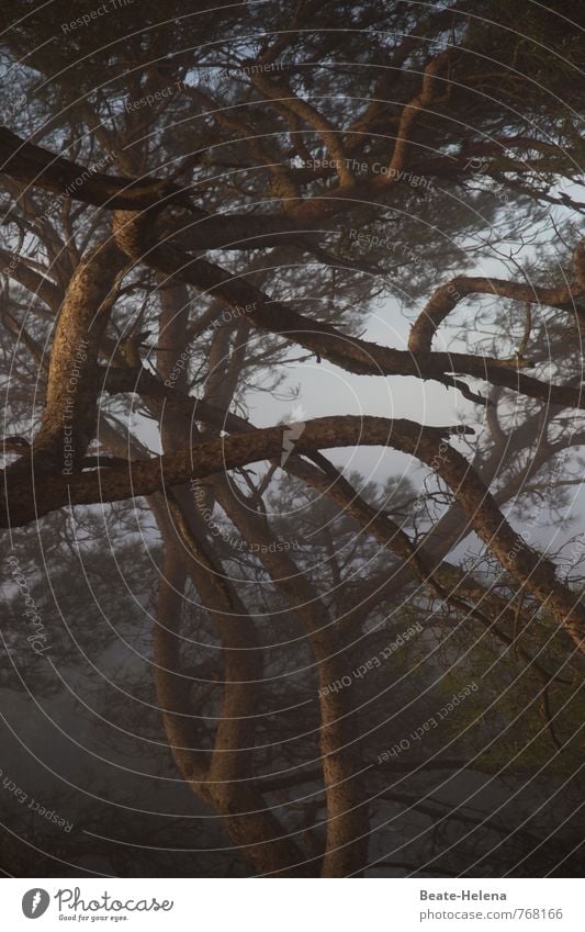 geheimnisvoll | Baum-Netzwerk Natur Sonnenaufgang Sonnenuntergang Schönes Wetter Wald Berge u. Gebirge Schlucht Insel Mallorca Zeichen Umarmen außergewöhnlich