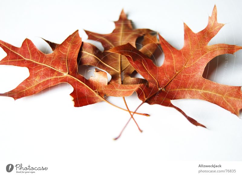 Herbstlaub Nachfüllpackung Blatt welk Eichenblatt rot Freisteller mehrfarbig