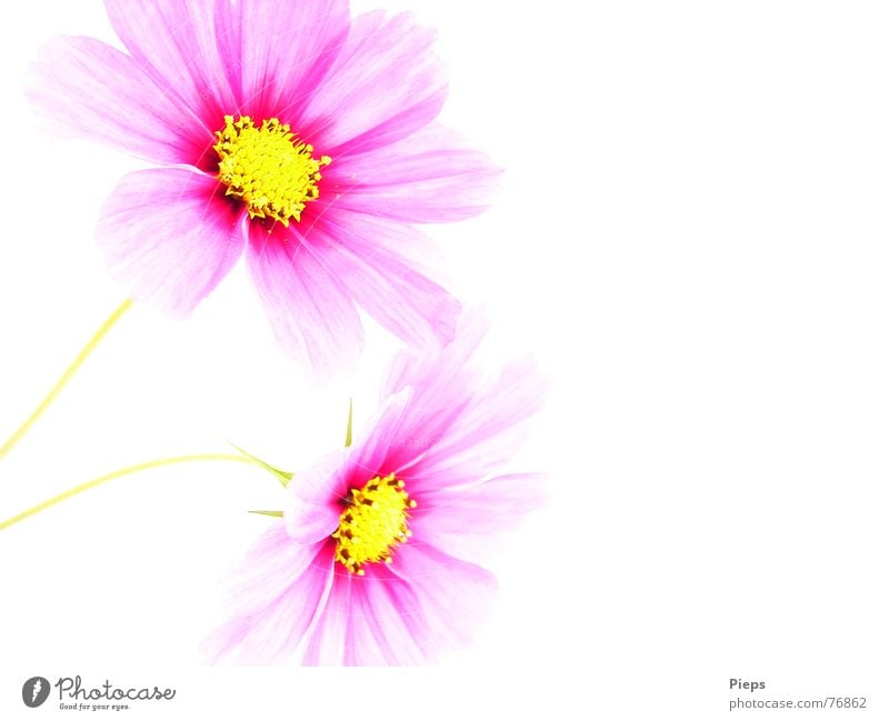 Zwei Cosmeablüten vor weißem Hintergrund Farbfoto Innenaufnahme Textfreiraum rechts Hintergrund neutral Sommer Natur Pflanze Blume Blüte Blühend leuchten
