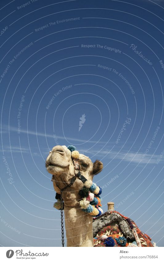 Beccy Kamel Dromedar Arabien Physik heiß Sommer Verkehrsmittel Güterverkehr & Logistik Erholung Wolken Spaziergang Knie kaputt Hochmut Sahara Wüste Himmel blau