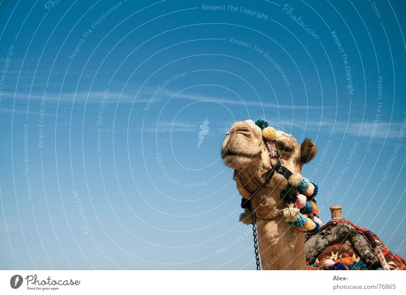 Ninino Kamel Dromedar Arabien Physik heiß Sommer Verkehrsmittel Güterverkehr & Logistik Erholung Wolken Spaziergang Knie kaputt Hochmut Sahara Wüste Himmel blau