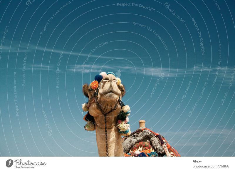 Mischa Kamel Dromedar Arabien Physik heiß Sommer Verkehrsmittel Güterverkehr & Logistik Erholung Wolken Spaziergang Knie kaputt Hochmut Sahara Wüste Himmel blau