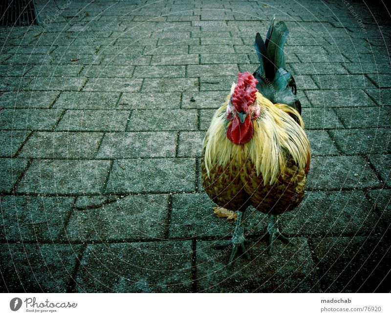 CHICK CHICK ME | rooster hahn gockel chef boss vorgesetzter Hahn Vogel Tier außergewöhnlich Lebensraum mehrfarbig Haushuhn live Ernährung Gully Vorgesetzter