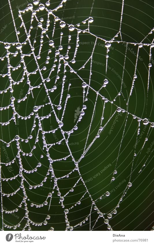 niemand zuhause Spinnennetz rein Morgen Herbst Wassertropfen Muster Wohnung vermieten Seil Klarheit Zerstörung Natur leerstehend