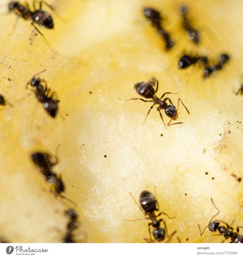 Ameisen Insekt Apfel Birne Bonbon Lebensmittel füttern Essen Ernährung Menschengruppe Kolonie wildlife Nest Arbeit & Erwerbstätigkeit Teamwork organization
