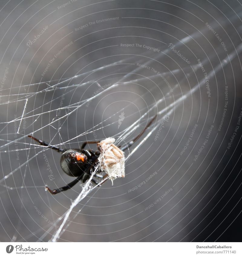 Arachnoid Spinne Ein Lizenzfreies Stock Foto Von Photocase