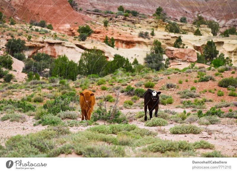 Cowgirls Fleisch Milch Landwirtschaft Forstwirtschaft Natur Landschaft Tier Sträucher Hügel Felsen Wüste Nutztier Kuh 2 Tierjunges braun schwarz Tierliebe