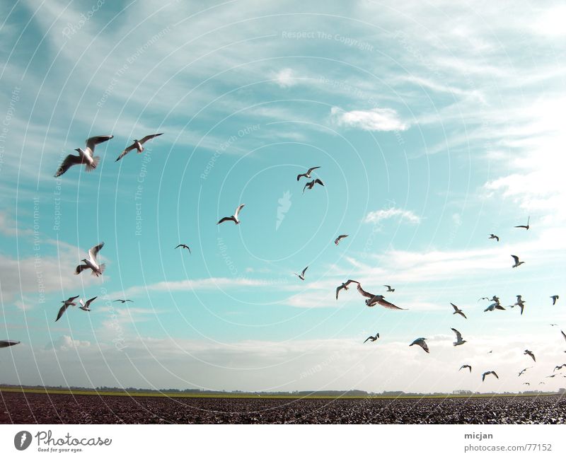 aero Natur Tier Himmel Wolken Wetter Feld Vogel Schwarm fliegen schön viele blau durcheinander Hintergrundbild flach Ebene Schweben Flucht Richtung Möwe Windzug