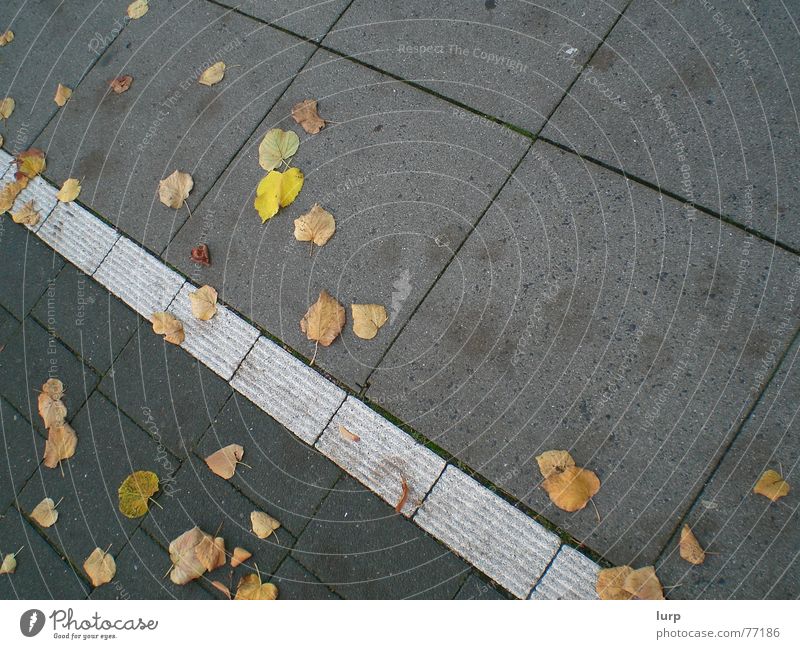 Boden: Herbstedition Blatt Straße Stein verrückt Bürgersteig Fahrradweg Kiel Bodenbelag Fliesen u. Kacheln diagonal Farbfoto Außenaufnahme Menschenleer Neigung