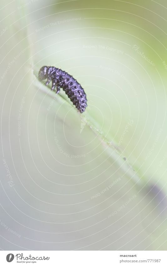 Larve des Ampferblattkäfers käferlarve Natur natürlich Blatt Schädlinge Pflanzenschädlinge befall Parasit Einsamkeit einzeln grün Loch schwarz Nahaufnahme