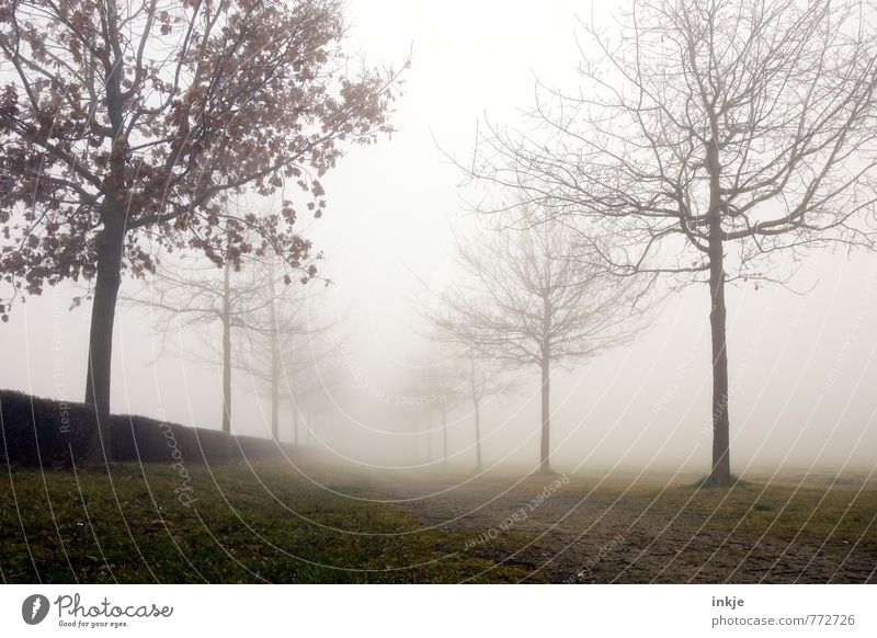 Ein langer Weg Umwelt Natur Landschaft Pflanze Herbst Winter Klima Klimawandel Wetter schlechtes Wetter Nebel Park Menschenleer Wege & Pfade Allee dunkel