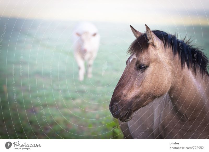 Dülmener Wildpferd mit Nahrungskonkurent Natur Nebel Wiese Kuh Pferd Wildpferde 2 Tier beobachten Blick ästhetisch natürlich schön Kraft Mut Akzeptanz