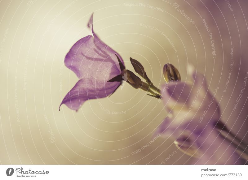 Glockenblume lichtdurchflutet Natur Pflanze Sonnenlicht Sommer Schönes Wetter Blatt Blüte Garten Erholung gold grün violett Zufriedenheit Romantik