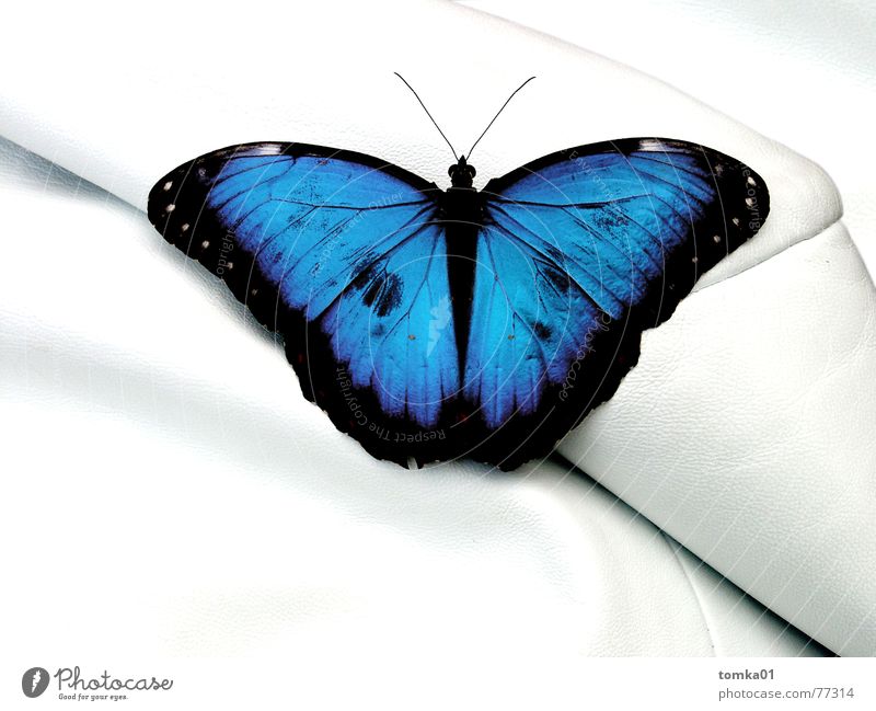 Napa-Leda-Luda Schmetterling Sofa weiß Tier Möbel Leder mehrfarbig Sessel Chefsessel Reichtum Gelassenheit Innenaufnahme Makroaufnahme Nahaufnahme schön blau