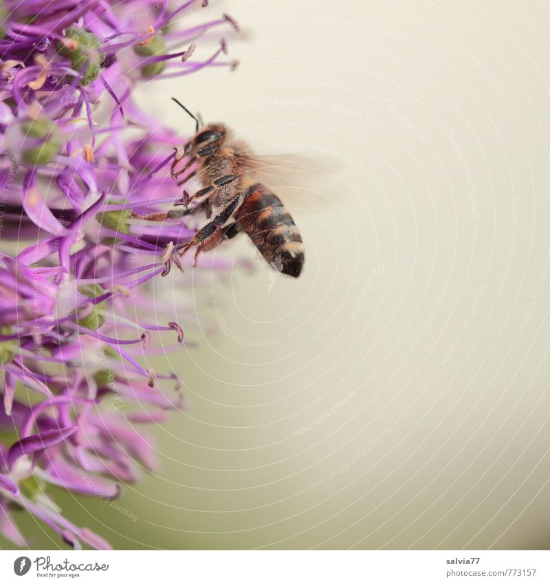 lila Leckerli Gesundheitswesen Leben Erntedankfest Umwelt Natur Pflanze Tier Blüte Garten Nutztier Biene 1 berühren Blühend Duft lecker natürlich grau violett