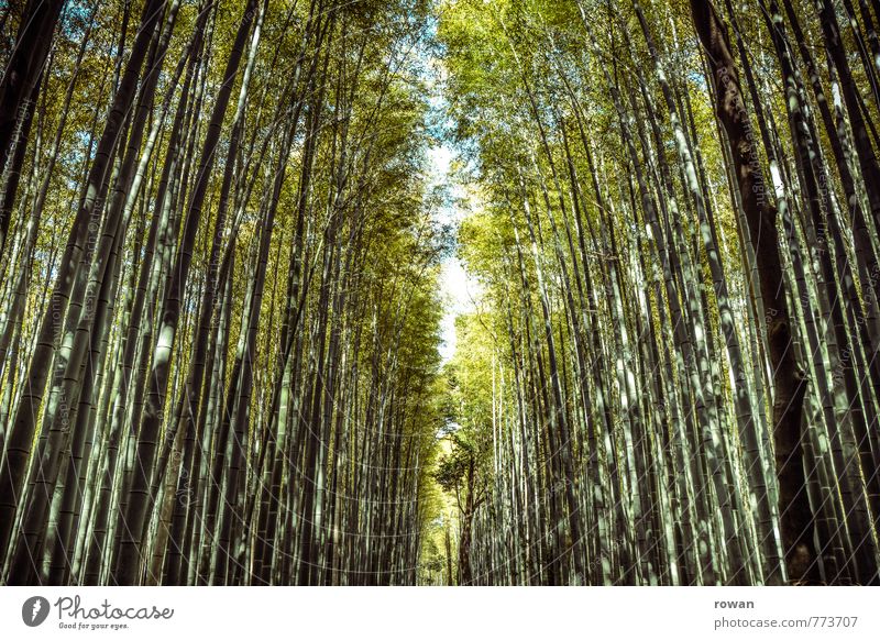 bambuswald Umwelt Natur Landschaft Pflanze Wald außergewöhnlich exotisch Bambus Bambusrohr hoch Spaziergang Asien Japan Öffnung Wege & Pfade eng bedrohlich