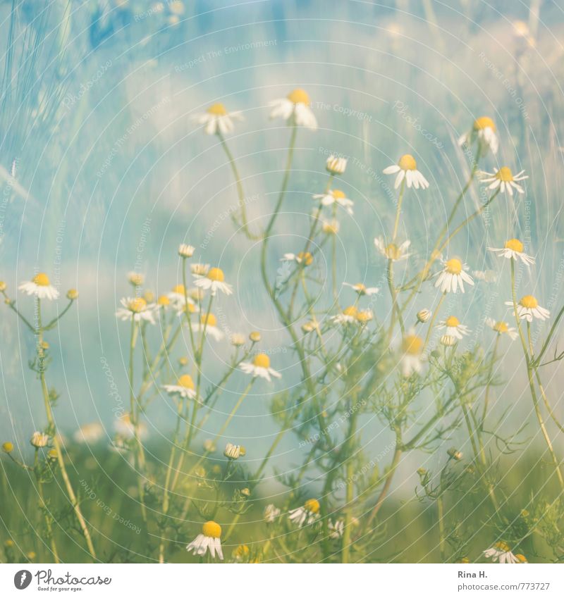 im Doppel Umwelt Natur Landschaft Pflanze Frühling Schönes Wetter Gras Wiese authentisch natürlich Glück Frühlingsgefühle Natur_Frühling Kamille