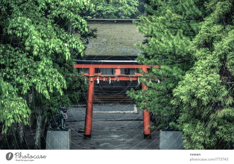 shinto schrein Baum grün Tor Schintoismus Schrein Tempel heilig Religion & Glaube Gebet rot Eingang mystisch exotisch Asien Japan bewachsen Wald Pilger Farbfoto