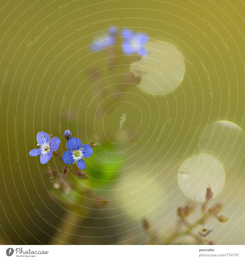 teichträume | schweben Natur Urelemente Wasser Sommer Pflanze Wildpflanze Teich ästhetisch authentisch außergewöhnlich schön nass saftig blau grün Wasserpflanze