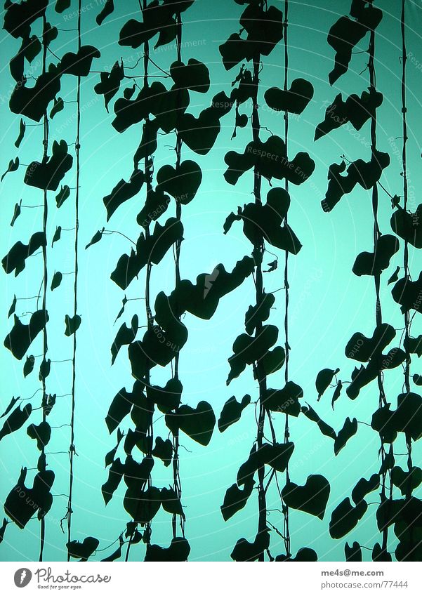 Hohe Ziele Pfeifenblume Blume Blatt Stengel Pflanze grün herzförmig Kletterpflanzen krautig Licht Genauigkeit schwarz Drahtseil Innenarchitektur Lüftungsschacht