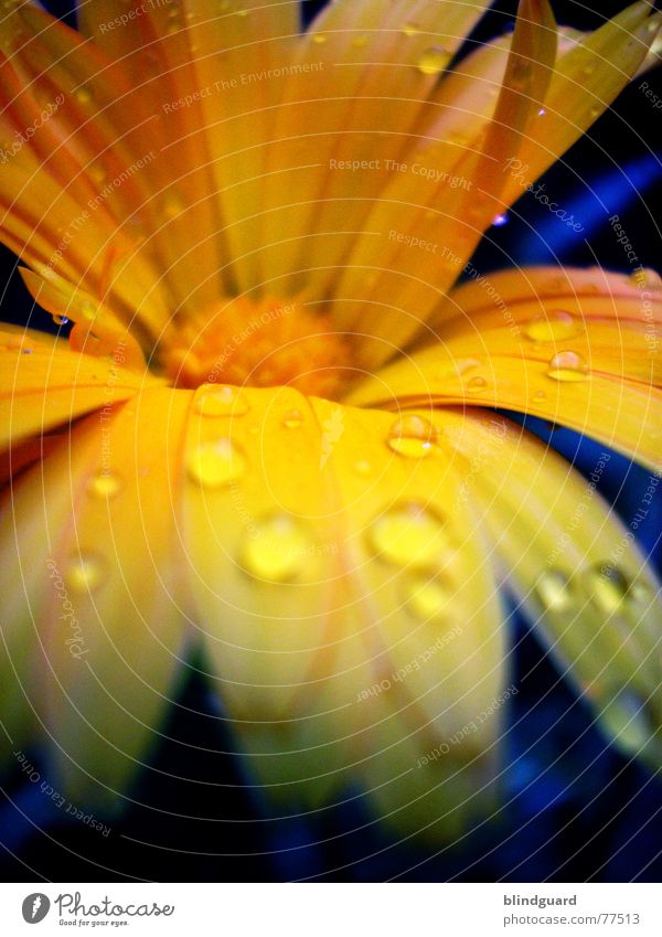 Yellow Blue And Water zart zerbrechlich mehrfarbig sensibel schön Blüte Sommer Pflanze poetisch geheimnisvoll seltsam Märchen Wassertropfen gelb Blütenblatt