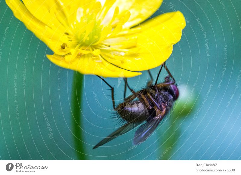 Abhängen Natur Pflanze Tier Frühling Blume Blüte Wildtier Fliege 1 festhalten warten Farbfoto Außenaufnahme Nahaufnahme Makroaufnahme Tag Froschperspektive