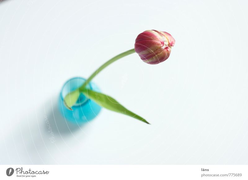 spring time Dekoration & Verzierung Pflanze Tulpe Blatt Blühend stehen ästhetisch Duft Mittelpunkt Vase Blumenvase türkis einzeln strecken Farbfoto