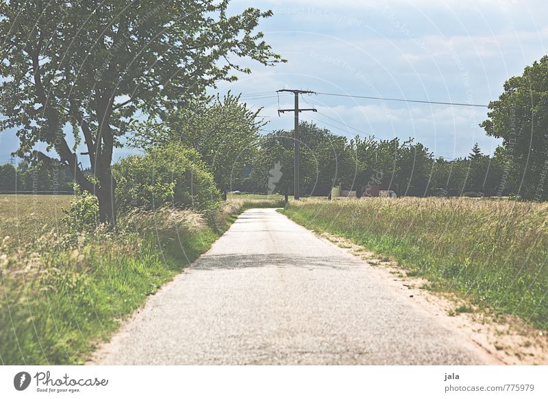 weg Umwelt Natur Landschaft Himmel Sommer Pflanze Baum Gras Sträucher Grünpflanze Wildpflanze Feld Straße Wege & Pfade natürlich Farbfoto Außenaufnahme