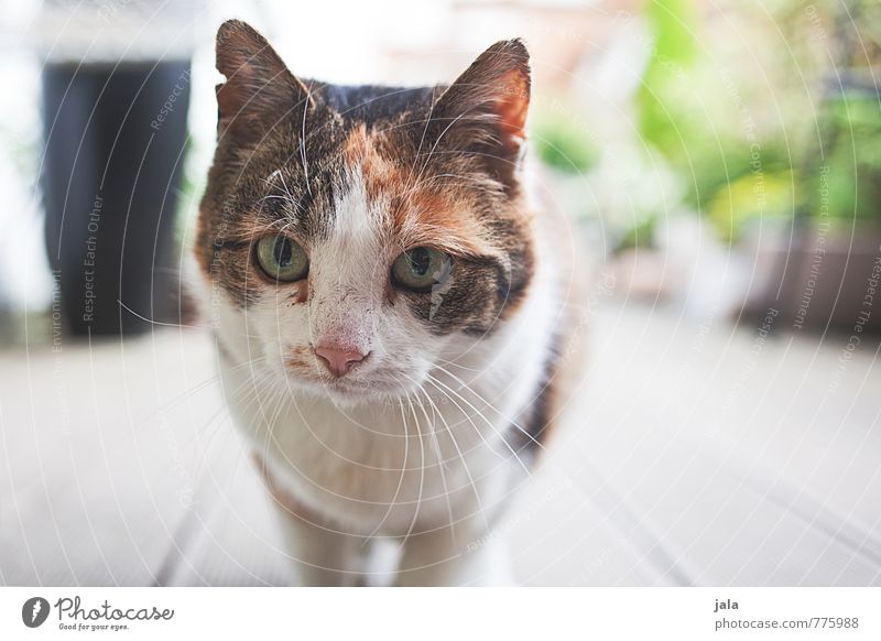 ^^ Tier Haustier Katze Tiergesicht 1 schön Farbfoto Außenaufnahme Menschenleer Tag Tierporträt Blick Blick in die Kamera Blick nach vorn