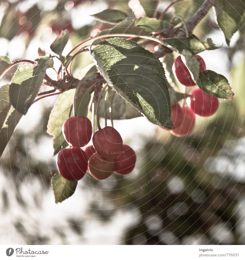 Kirschenzeit Lebensmittel Frucht Ernährung Gesundheit Gesunde Ernährung Sommer Pflanze Baum Blatt Nutzpflanze Kirschbaum entdecken hängen leuchten Wachstum