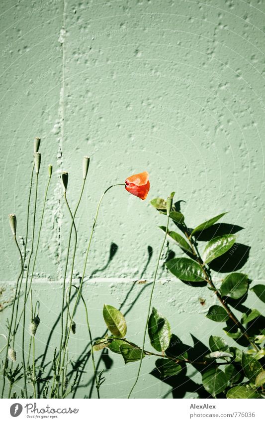 HH - Peute | Blümchenbild Pflanze Blume Sträucher Grünpflanze Beton Blühend ästhetisch einfach schön natürlich grün rot Duft Farbe Idylle Natur Umwelt Verbote