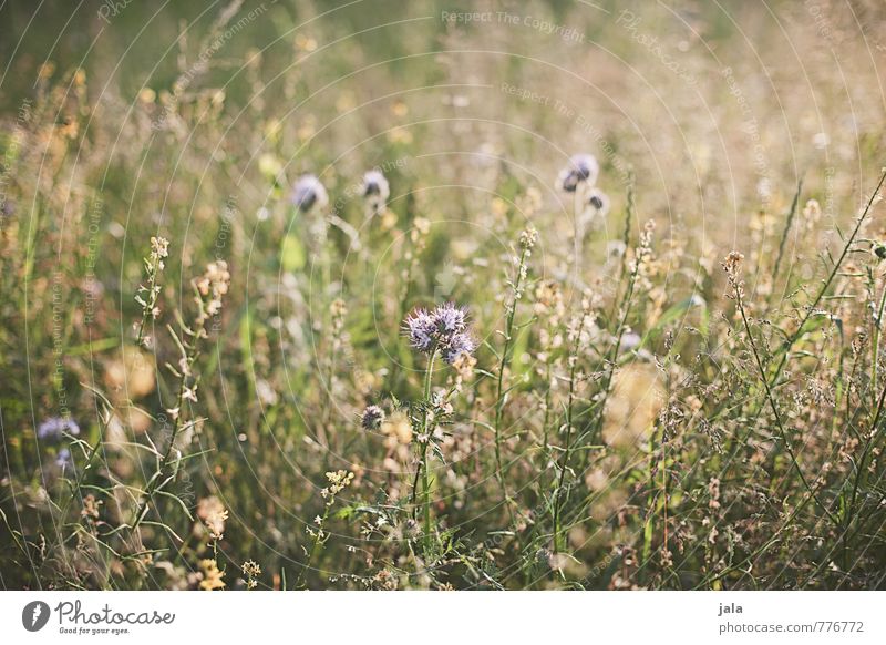 wiese Umwelt Natur Pflanze Sommer Blume Gras Wildpflanze Wiese ästhetisch Freundlichkeit natürlich schön wild Farbfoto Außenaufnahme Menschenleer Tag Licht