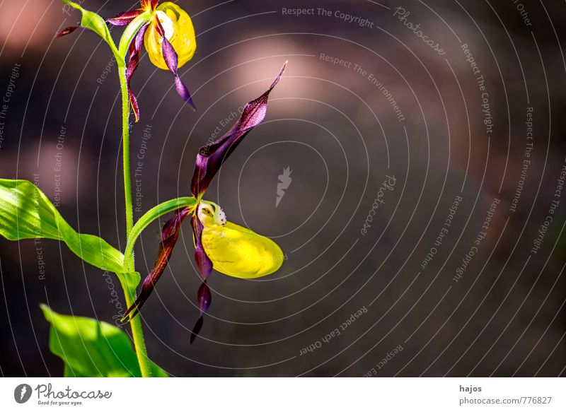 Deutsche Orchideen, Frauenschuh,Cypripedium calceolus Pflanze Blüte Wildpflanze bedrohlich Geborgenheit Orchis wild selten Rote Liste Deutschland